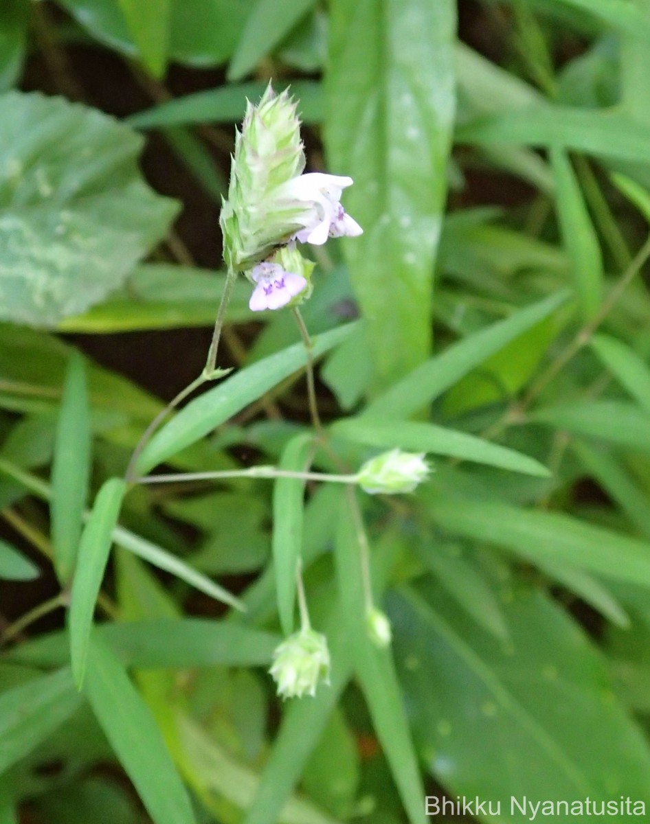 Rungia pectinata (L.) Nees
